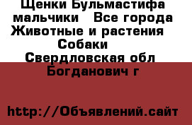 Щенки Бульмастифа мальчики - Все города Животные и растения » Собаки   . Свердловская обл.,Богданович г.